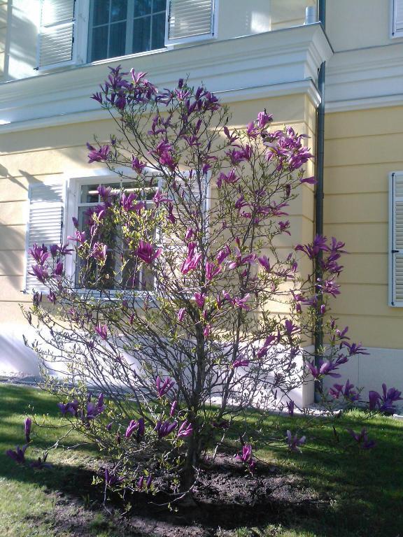 Chateau Visz Εξωτερικό φωτογραφία